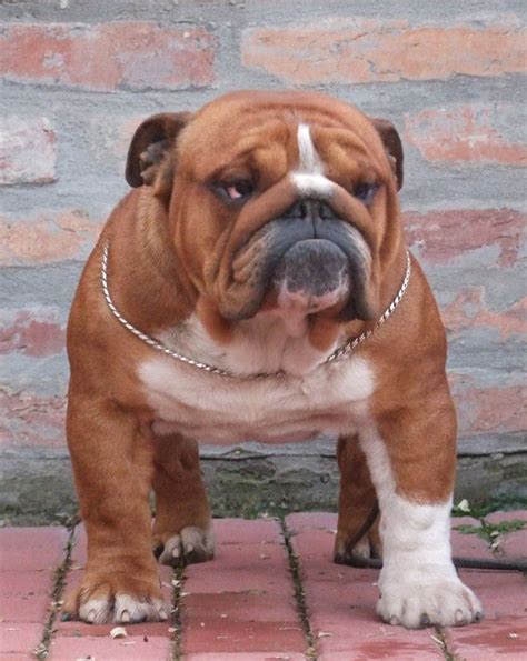 English bulldog puppies are not an easy breed to raise. KC registered Red and White Bulldog at Stud | Stafford ...
