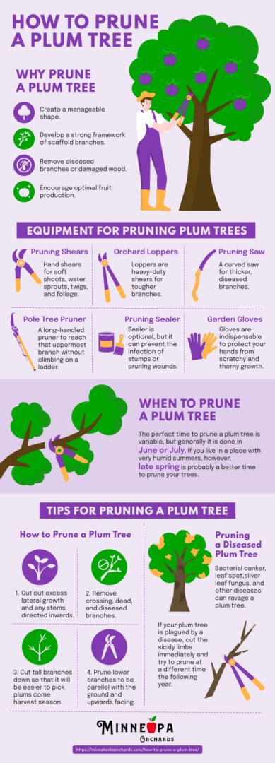 How To Prune A Plum Tree Minneopa Orchards
