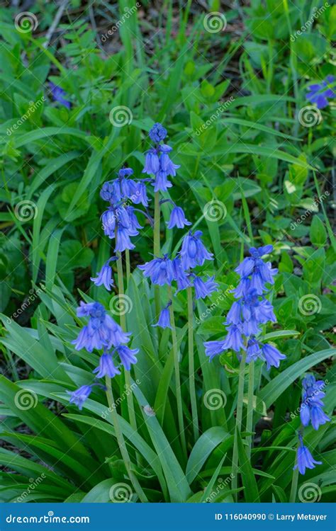 Group Of English Bluebells Hyacinthoides Non Scripta Stock Photo