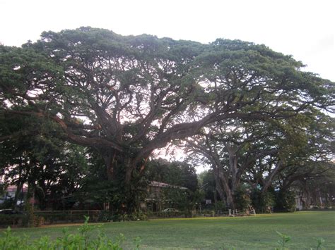 Giant Acacia Trees Lining The Campus Of More Than A Century Old