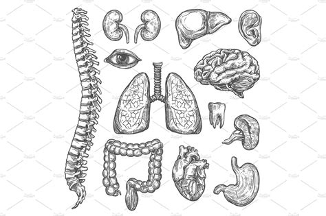 Human organs vector sketch body anatomy icons | Body anatomy, Vector ...