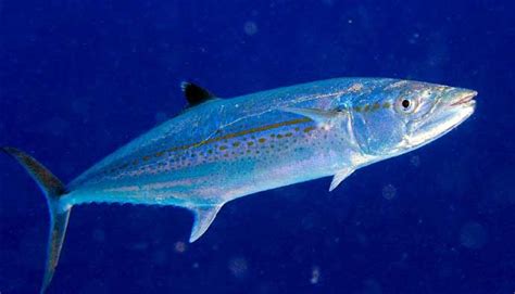 Cero Mackerel Fishing Guide How To Catch Scomberomorus Regalis