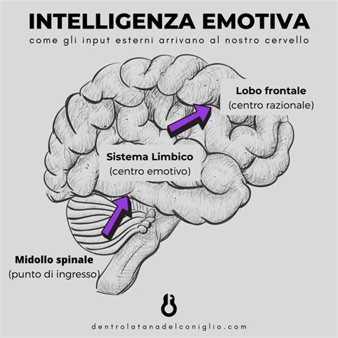 Intelligenza Emotiva Una Guida Per Capire Cosè E Come Allenarla