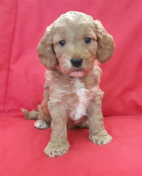 Stunning F Minature Cockapoo Puppies Pra Fn Clear For Sale Adoption In