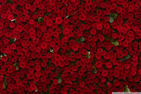 Red Flowers Wallpaper 65 Images