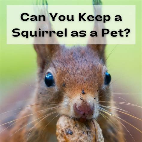 Types Of Squirrels People Keep As Pets Pethelpful