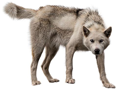 Download Animalmother Wolf Wolf On Transparent Background Full Size