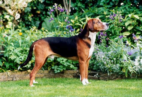 Laufhund ist die bezeichnung für einen jagdhund, der wild über weite strecken verfolgt. Hamiltonstövare - Klubbmästare » Jämtland-Härjedalens ...