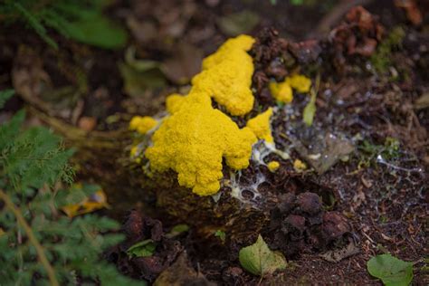 How To Grow And Care For Dog Vomit Slime Mold