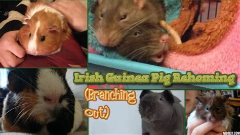 Irish Guinea Pig Rehoming Branching Out