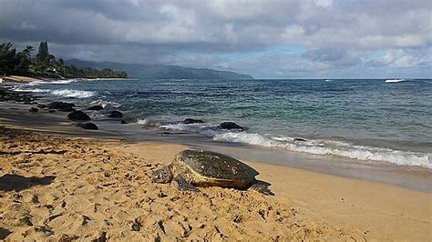 Laniakea Beach Turtle Beach This Hawaii Life