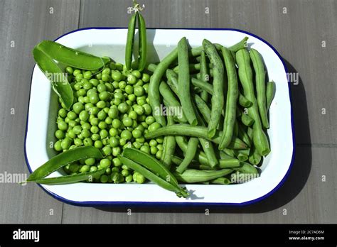 Pea Is Small Spherical Seed Of Pisum Sativum Each Pod Contains Several
