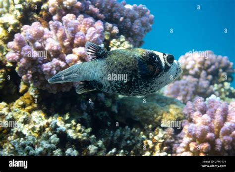 Tropical Fish In The Ocean Masked Puffer Ugly Puffer Fish In Red Sea