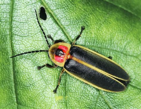 Firefly Stock Image C0071023 Science Photo Library