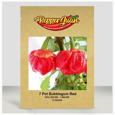 7 Pot Bubblegum Red Pepper Seeds Pepper Juan