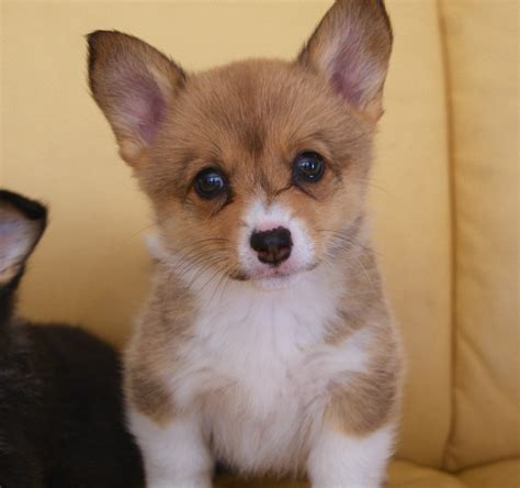You're in the right place for corgi puppy. Welsh Corgi - Cottage Canines Australia