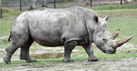 وحيد القرن الأبيض (الاسم العلمي: وحيد القرن الأبيض الشمالي يواجه خطر الانقراض | قناة 218