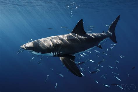 Some claim a 23 footer was caught in the mediterranean, but that report the size of the jaws indicate the size of the creature may have been as large as 50 feet long! An insight about baby Great White Sharks - Nautilus ...