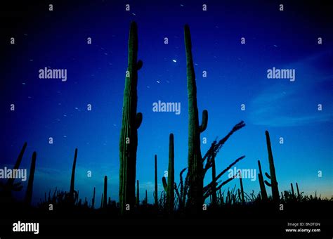 The Sonoran Desert By The Light Of The Full Moon At Saguaro National