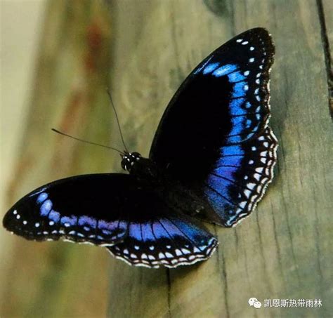 来自世界各地令人惊艳的蓝色蝴蝶翅膀