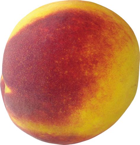 Peach Png Image Purepng Free Transparent Cc0 Png Image Library