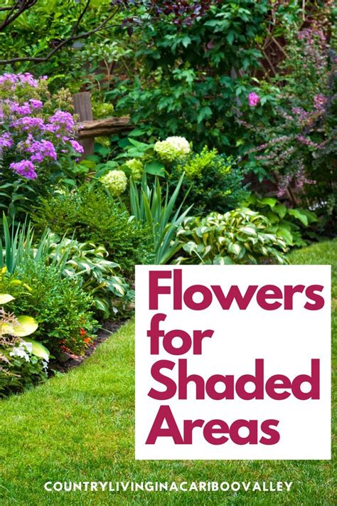 Looking to have natural shade with perennials in north texas? Create A Perennial Flower Bed for the Shade in 2020 ...