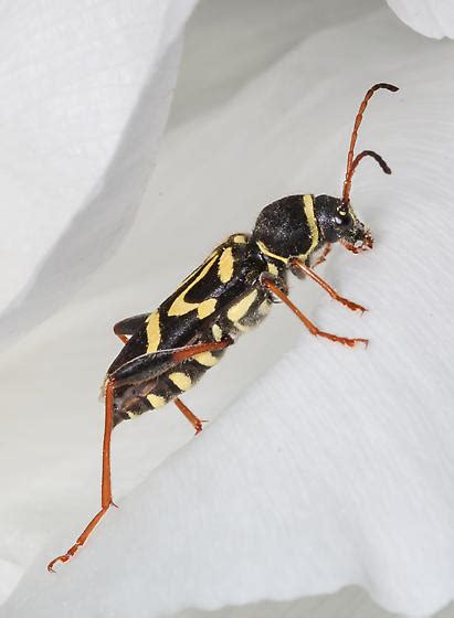 Longhorn Beetle On Peony Clytus Ruricola Bugguidenet