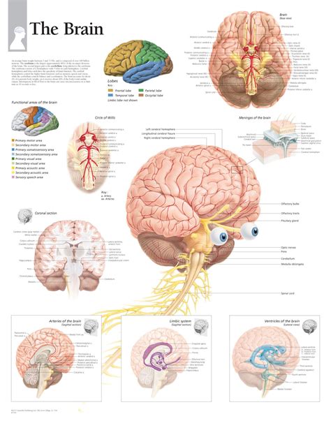 Brain Anatomy Nervous System Anatomy Brain Nervous System Brain