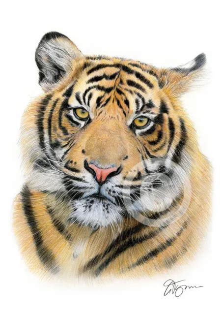 Sumatran Tiger Colour Pencil Print A4 A3 Signed By Artist Animals