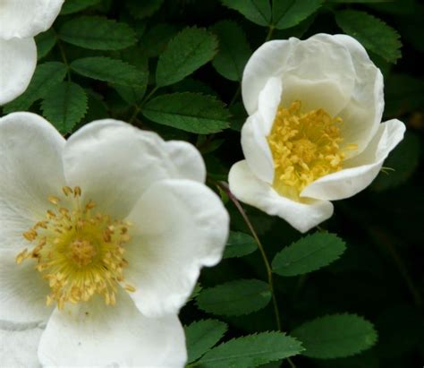 According to legend an angel created the snowdrop as a symbol of hope for eve when she was yellow archangel shares a leaf and flower shape similar to many flowers in the mint family. Yellow center white flowers photo.PNG (1 comment)