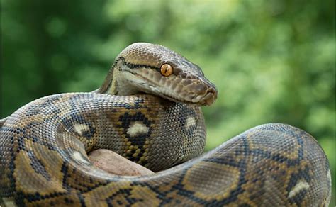 What Are The Differences Between A Boa And A Python