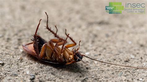 Cómo Combatir La Plaga De Cucarachas En Mayo Blog Insec Desinfecciones