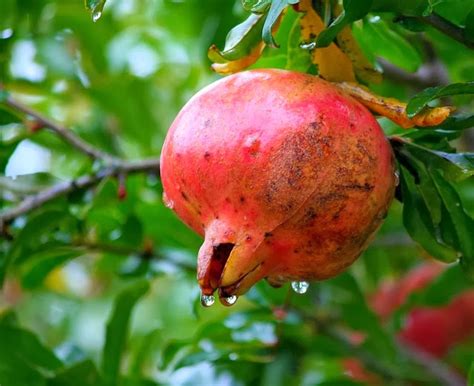 Buah delima adalah sejenis buahan yang terkenal di seluruh dunia kerana khasiatnya yang bagus untuk kesihatan dan juga kecantikan. Manfaat Buah Delima Bagi Kesehatan Dan Kecantikan ...