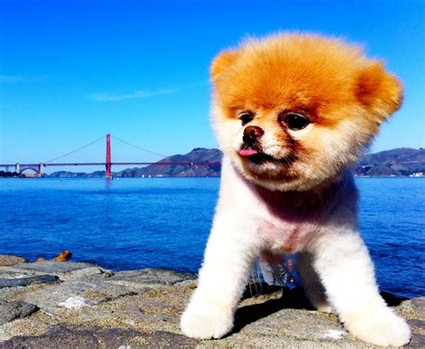 Meet Boo The Worlds Cutest Dog—and The Secret Facebook