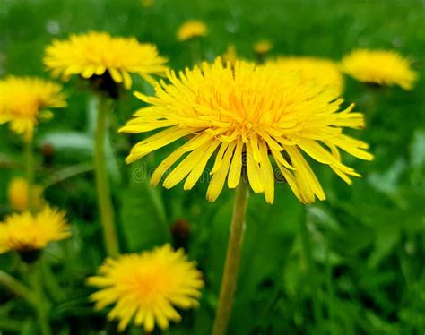 Close Up Of Dandelion Flower Wild Growing Dandelion Stock Photo