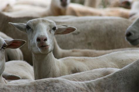 Parasite Control Dairy Goats And Sheep Alabama Cooperative