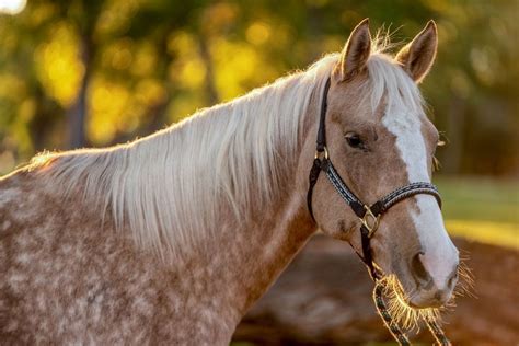 Dapple Palomino Horse Photos Breeds And Where To Buy Helpful Horse