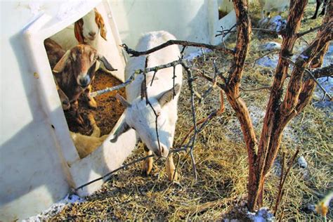 Minnesota Couple Uses Goats Instead Of Herbicides To Get Rid Of Weeds