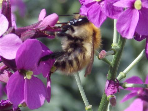 Bumble Bee British Wildlife Bee Bumble Bee