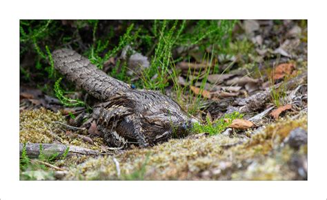 The Fly Snooze Time For The Nightjar Neil Shaw Flickr