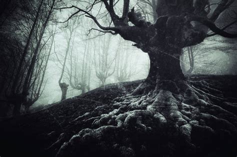 Best Creepy And Spooky Old Trees Stock Photos Pictures And Royalty Free