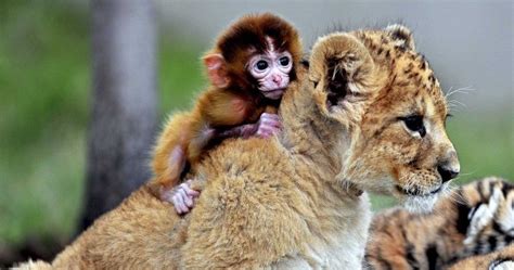 13 Unlikely But Adorable Animal Friendships Animals Friendship Cute