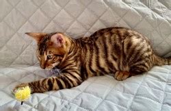 We don't have any oriental or bengal kittens available at the moment, but, we hope to welcome some beautiful kittens later. Toyger Kittens for Sale for Sale