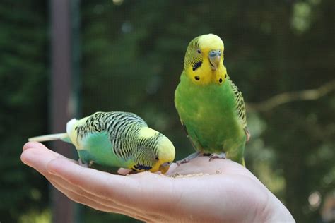 How To Train Your Pet Budgie Easy Steps To Train Budgerigars