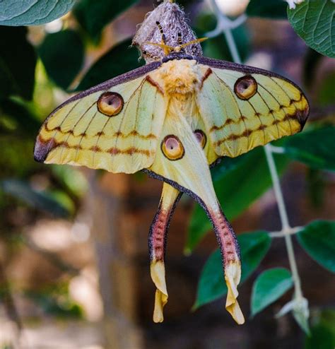 20 Moth Species More Beautiful Than Butterflies Moth Species Moth