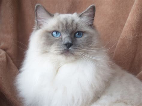 Ragdoll Cat Colors Archives Dennis G Zill