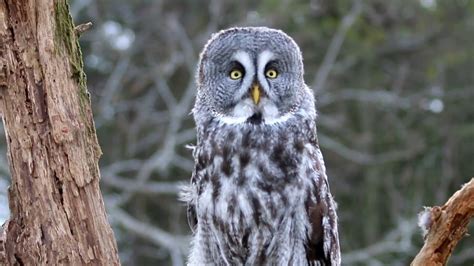 Great Grey Owl Fun Facts For Kids Youtube