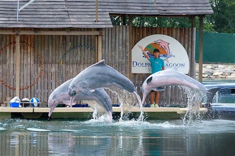 Aquarium Underwater World And Dolphin Lagoon Pulau Sentosa Singapura