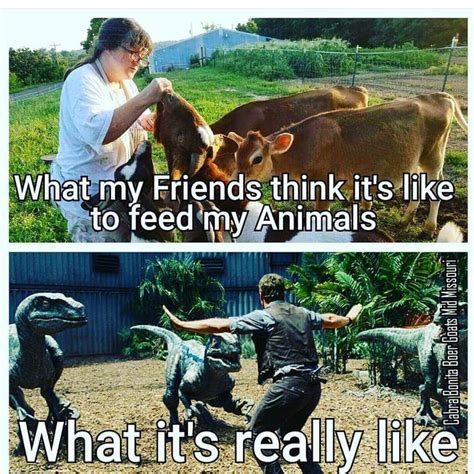 What My Friends Think Its Like To Feed My Animals
