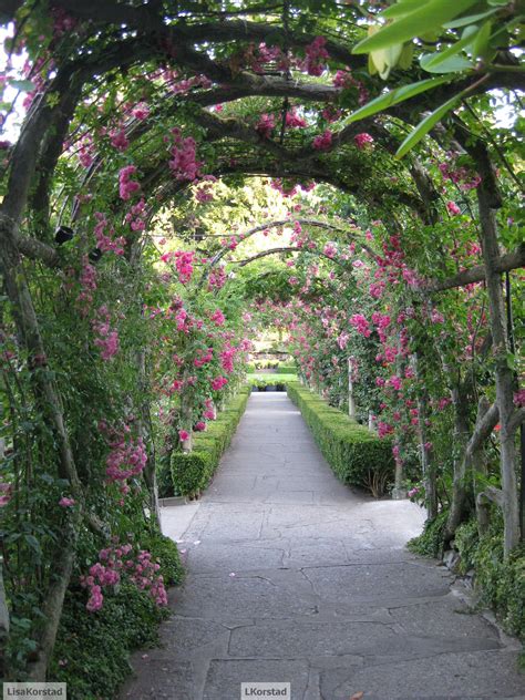 Archway Covered In Climbing Roses Garden Archway Climbing Roses